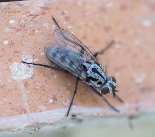 Réf. 235 284 : Eustalomyia hilaris